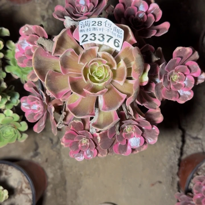 23376南凤冠多肉植物