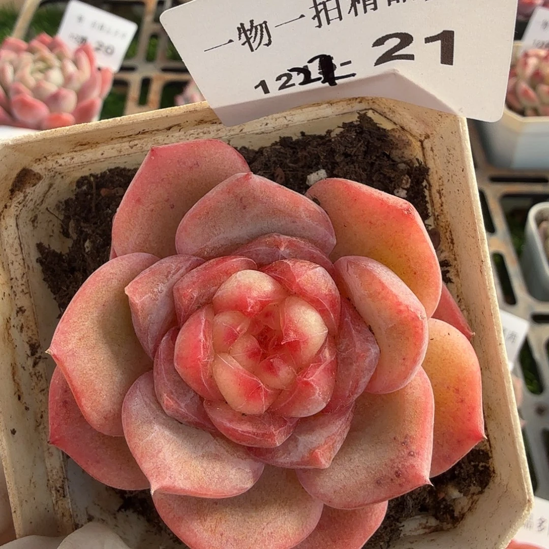 1222-21多肉一物一拍