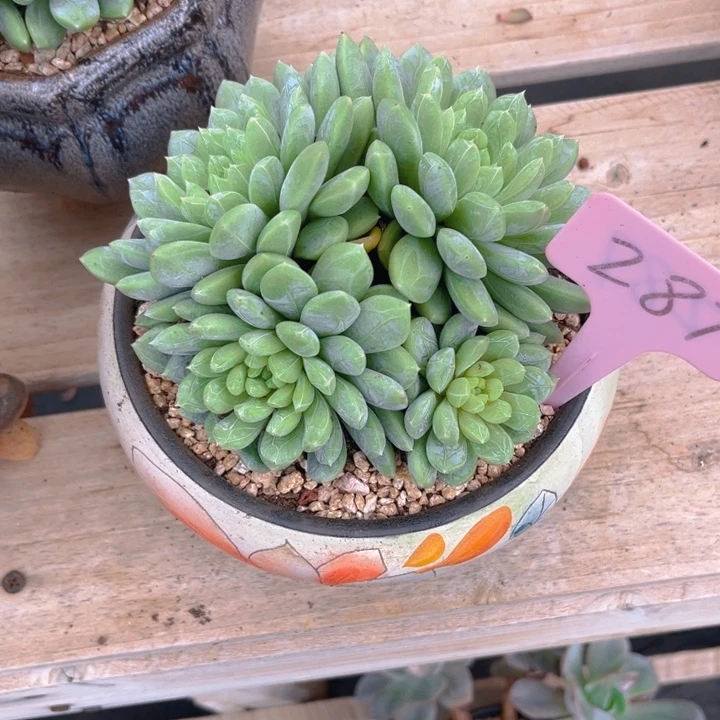 L***c百搭翡翠多肉植物287