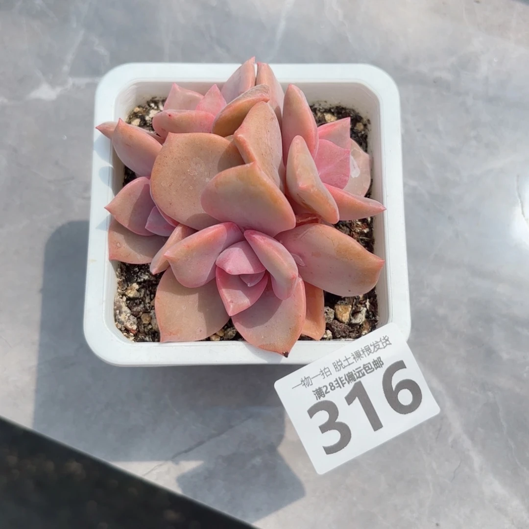 彩虹糖老桩无盆土发货