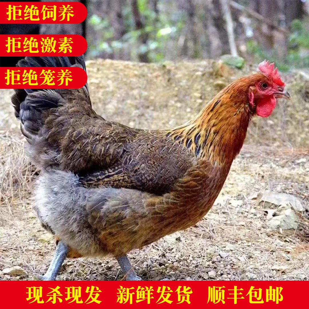 （新鲜发货）拍一发二 散养三年黑脚黄油老母鸡 煲汤 5~6斤带内脏