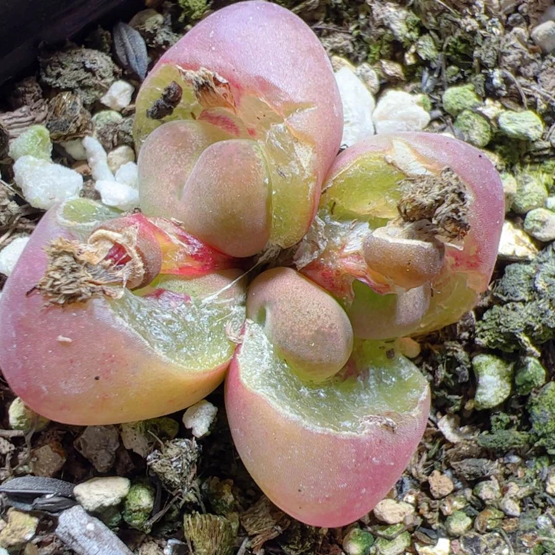 【闪购商品】316 带盆