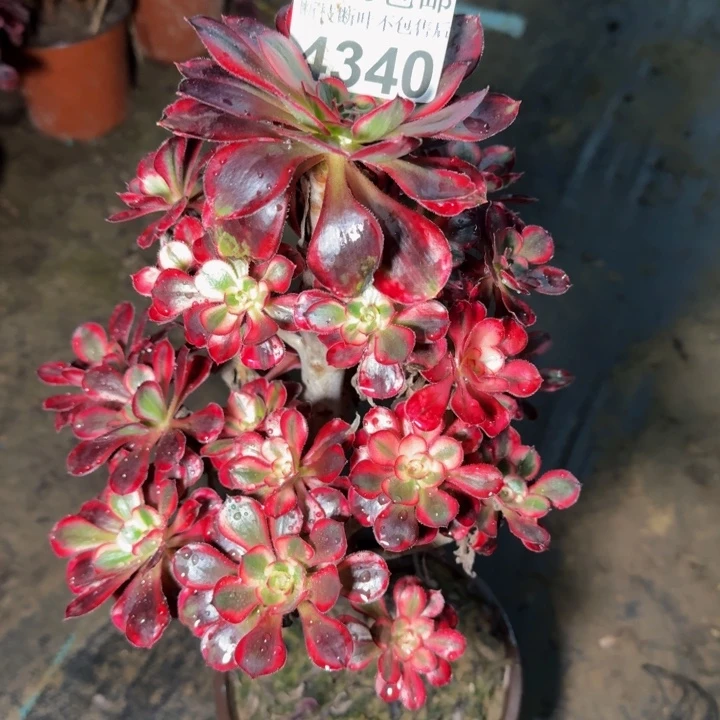 4340香奈儿多肉植物