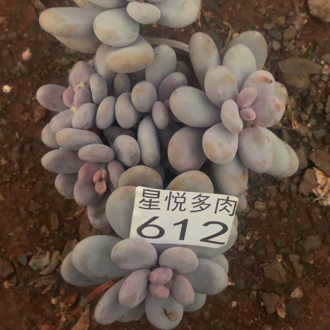 ?****?星悦多肉 小陈雪球612