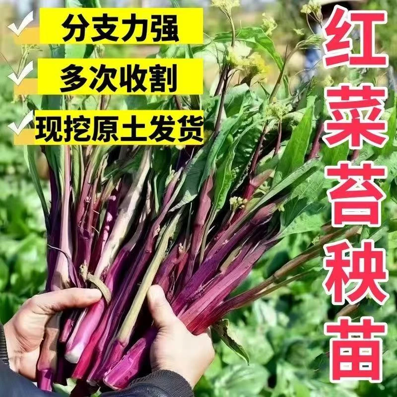 【吃不完】红菜苔秋冬蔬菜秧苗十月栽耐寒新鲜苗包成活早熟营养高