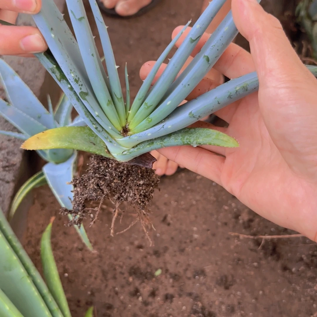 块根植物块根植物