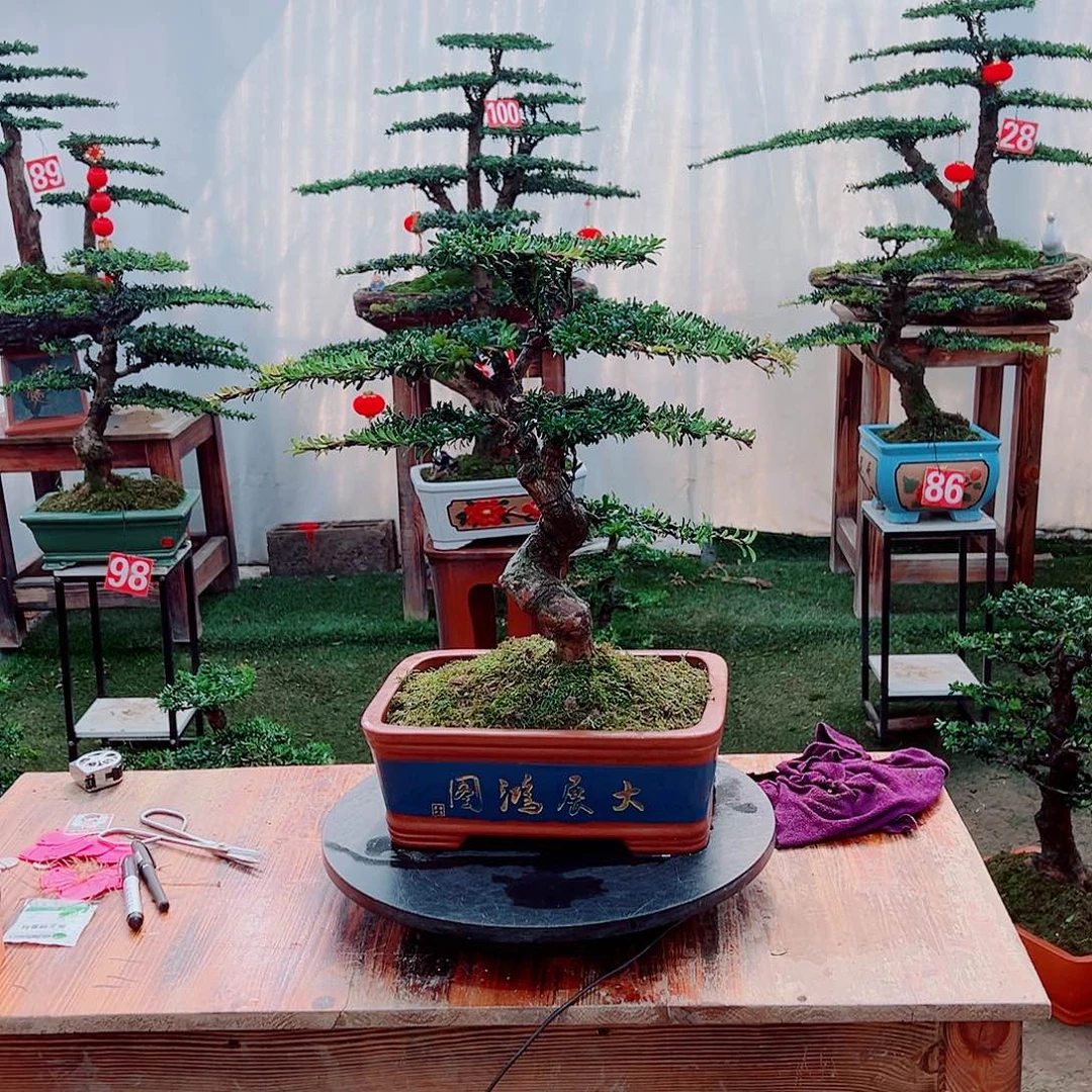 罗汉松小老桩红芽罗汉松