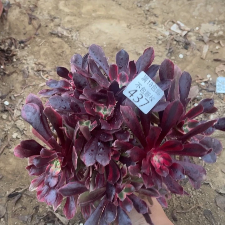 437蒙娜丽莎不太圆1