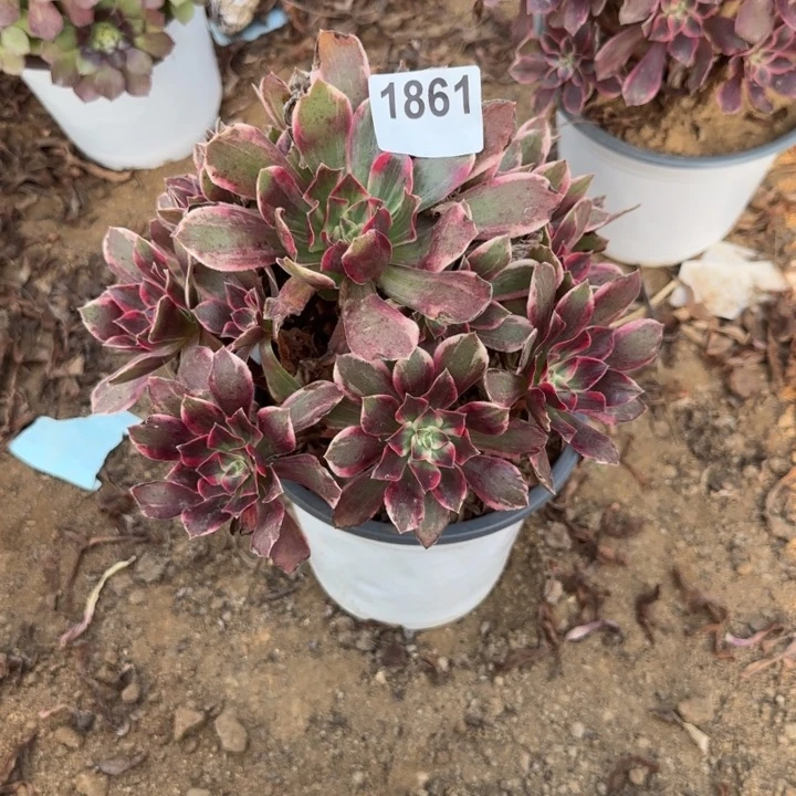 1861浣纱清棚处理不包断枝