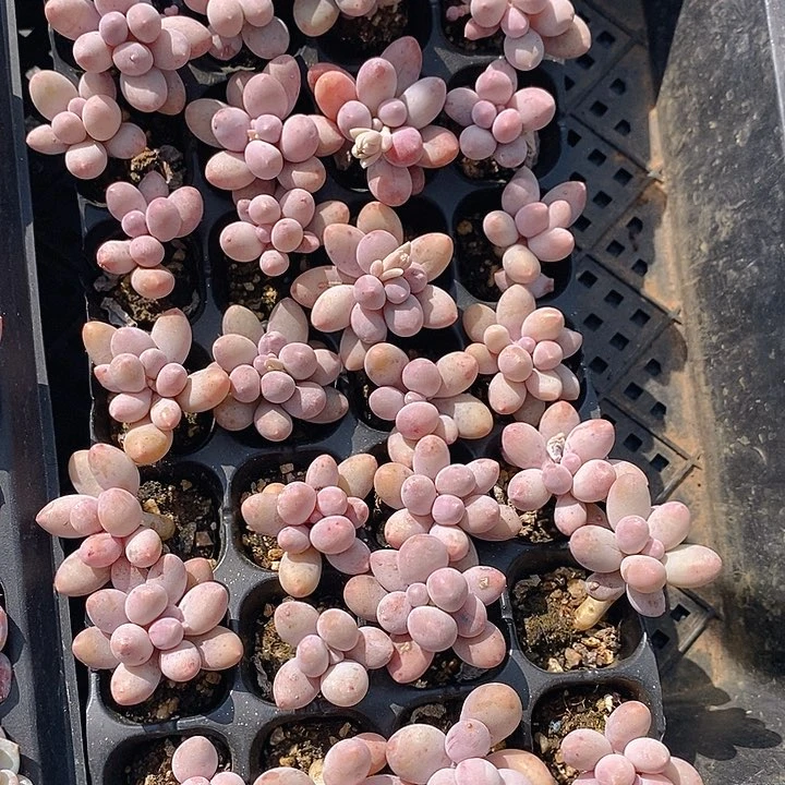 349-350 多肉植物盆栽花卉植物