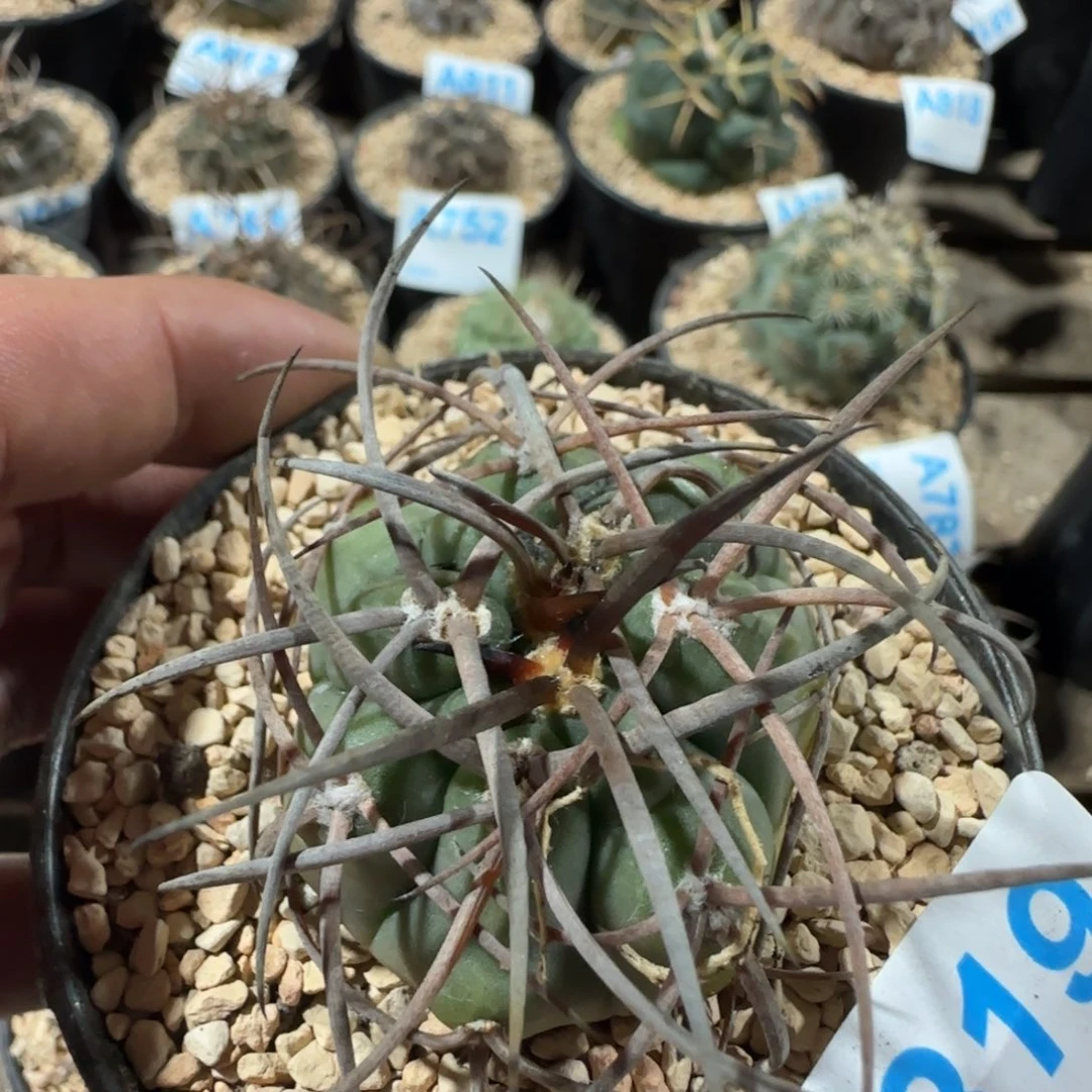 天平 实生仙人球819