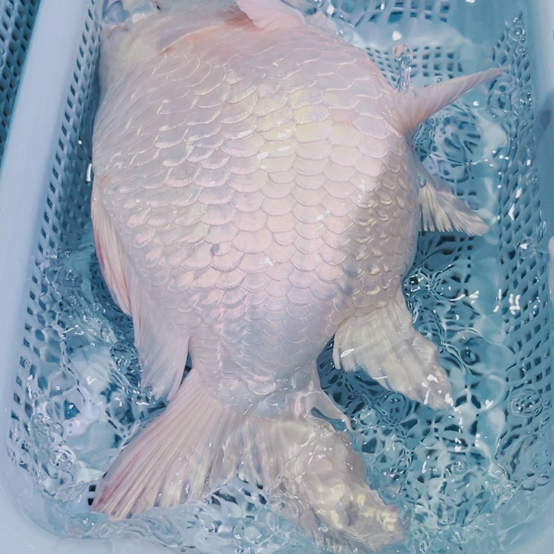 锦鲤锦鲤冷水鱼观赏