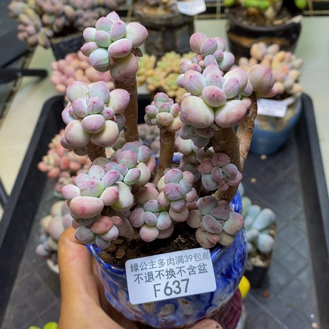 637苹果奶四代多肉12c m
