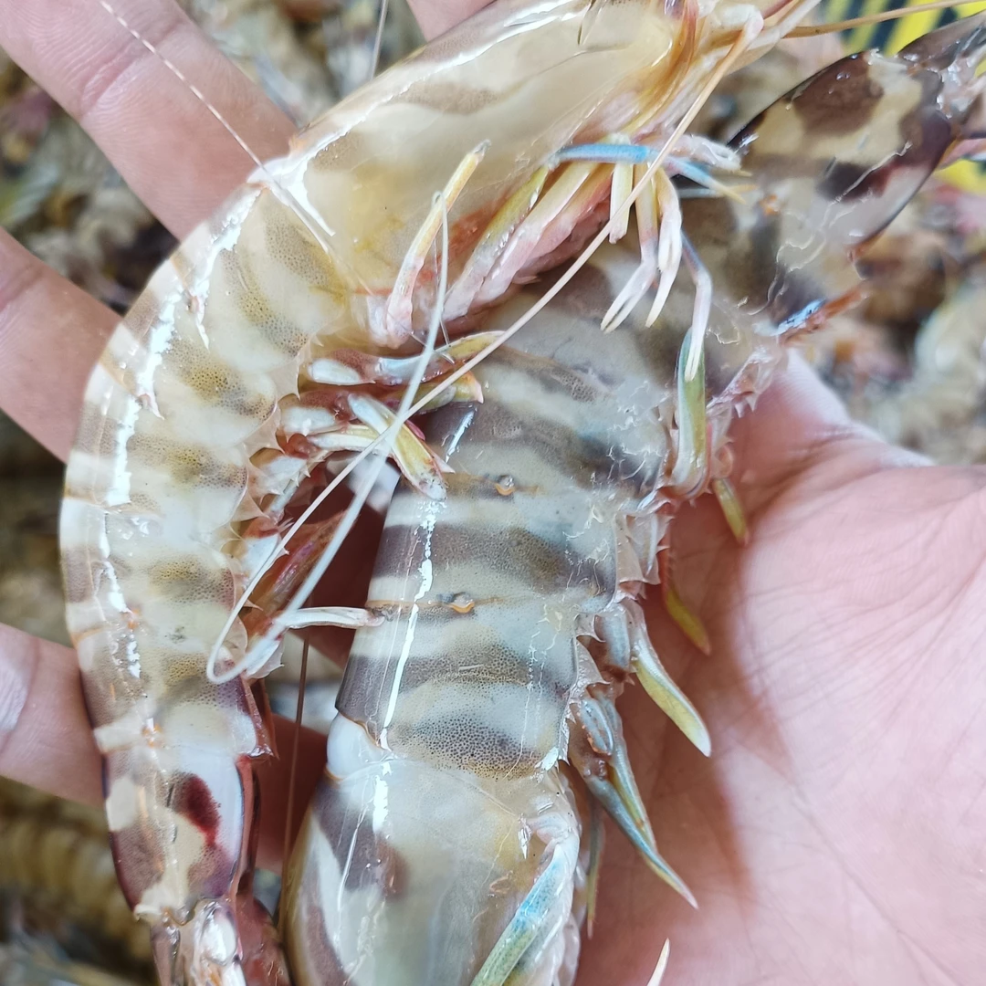 【大花虾】湛江野生九节虾 虾中天花板 速冻发货