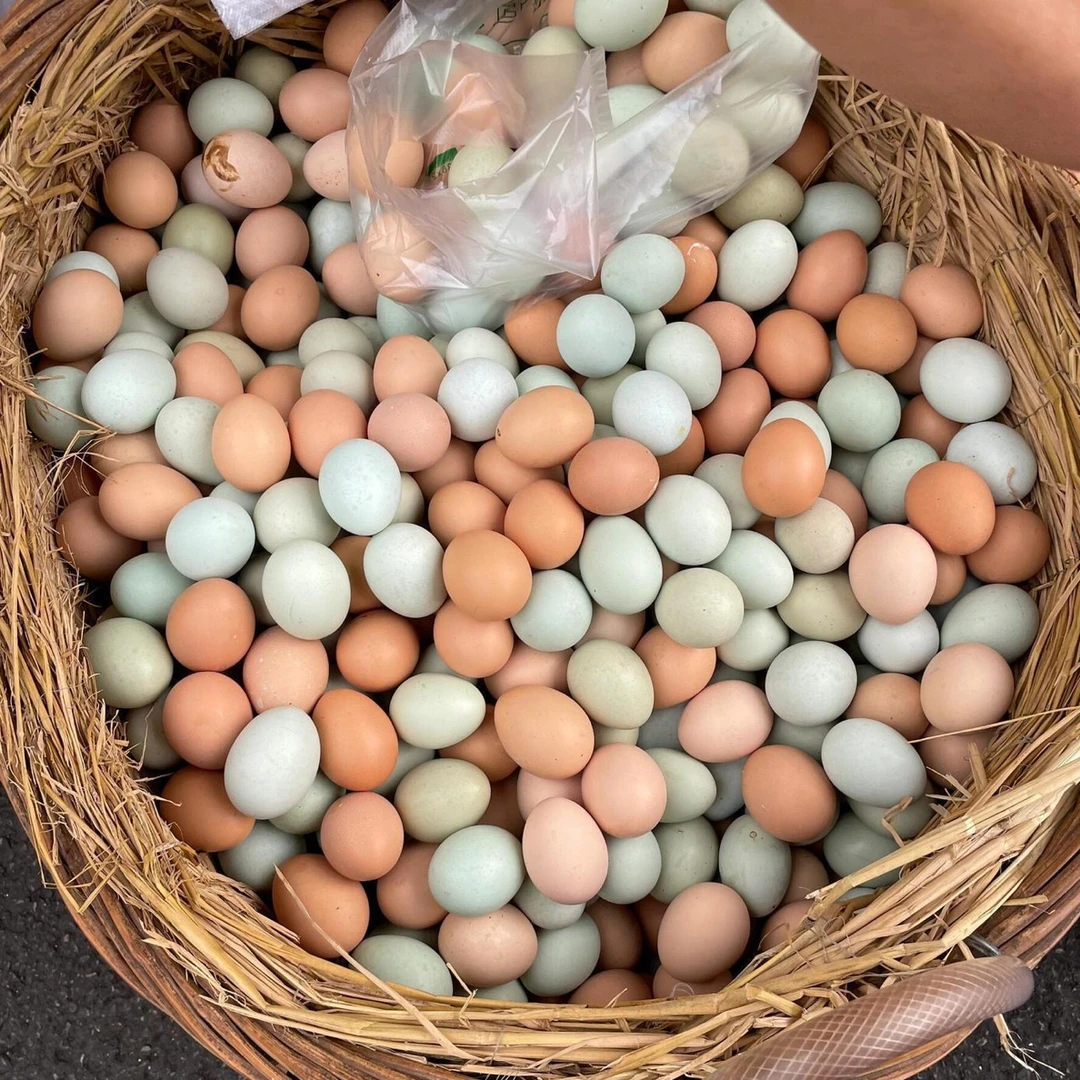 正宗农家散养土鸡蛋与绿壳乌鸡蛋混合装营养蛋
