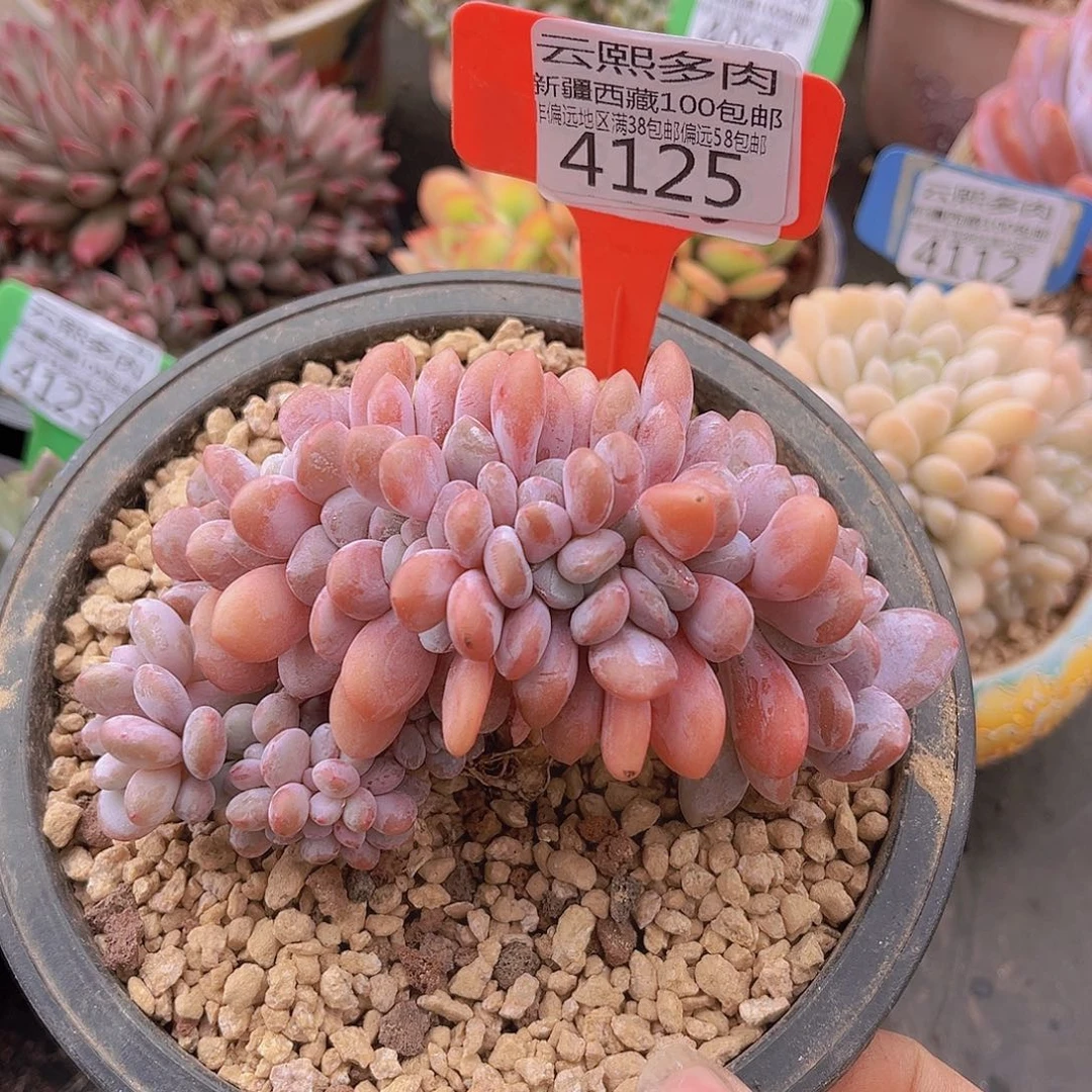 4125粉兔缀多肉植物