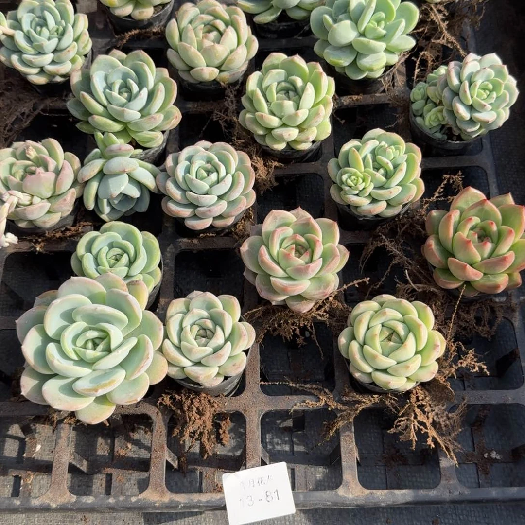 奔***?多肉杂交一物一拍13-81