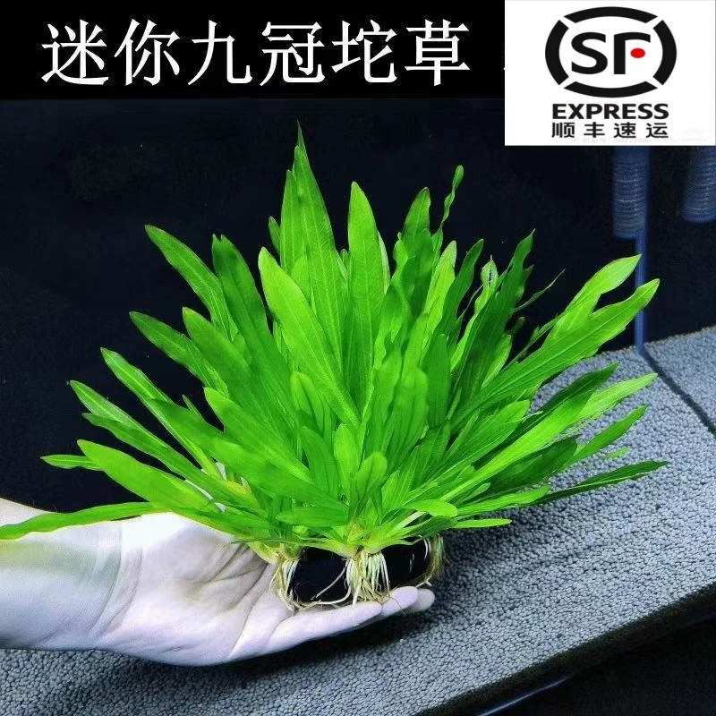 皮实飘逸水草   迷你九冠