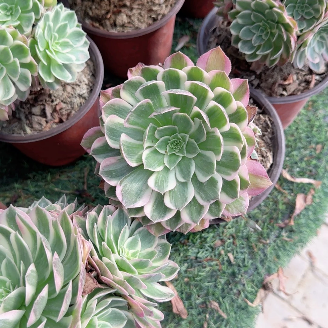 无花朵倾城小手捧