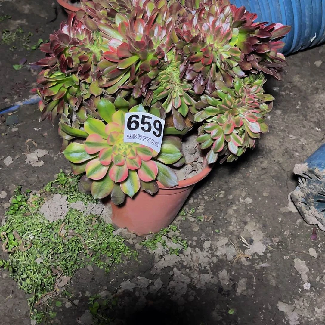 法师法师15_32包邮法师