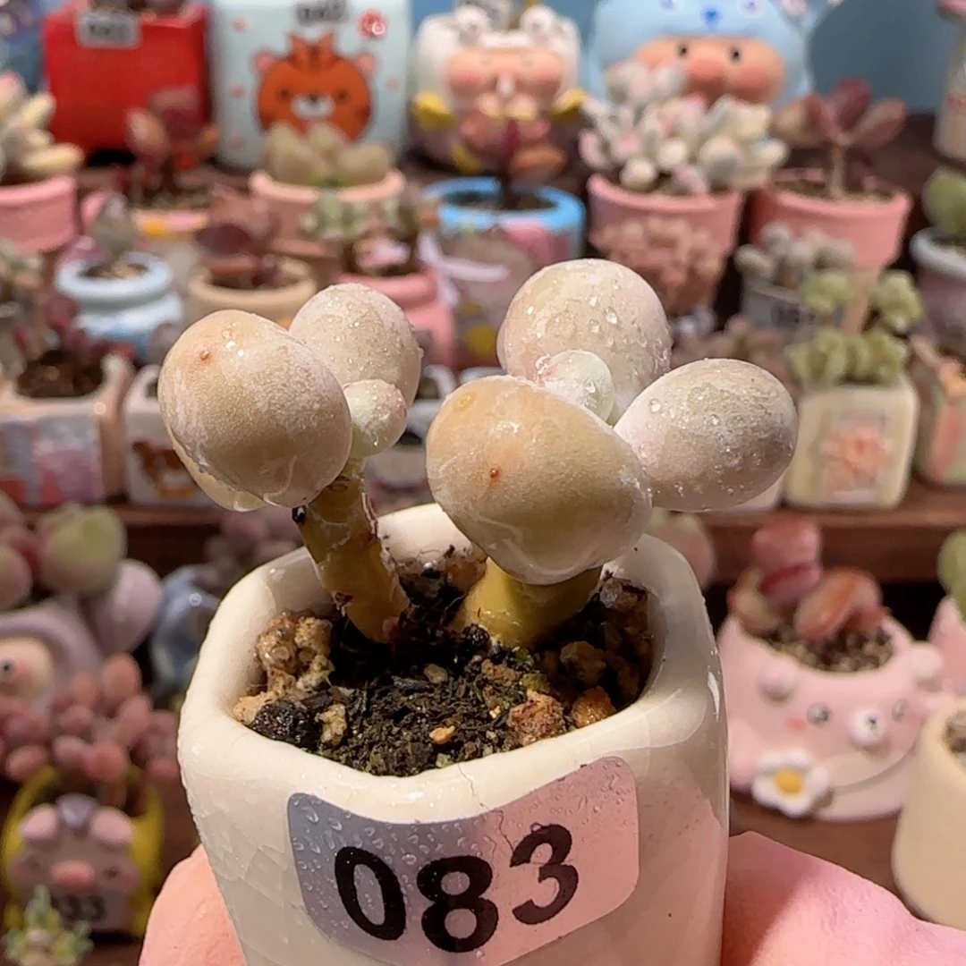 双头蛋黄奶 盆口2.5cm