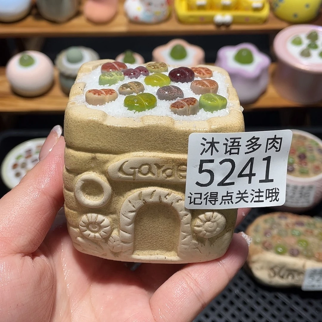 带盆土植物 一物一拍5241