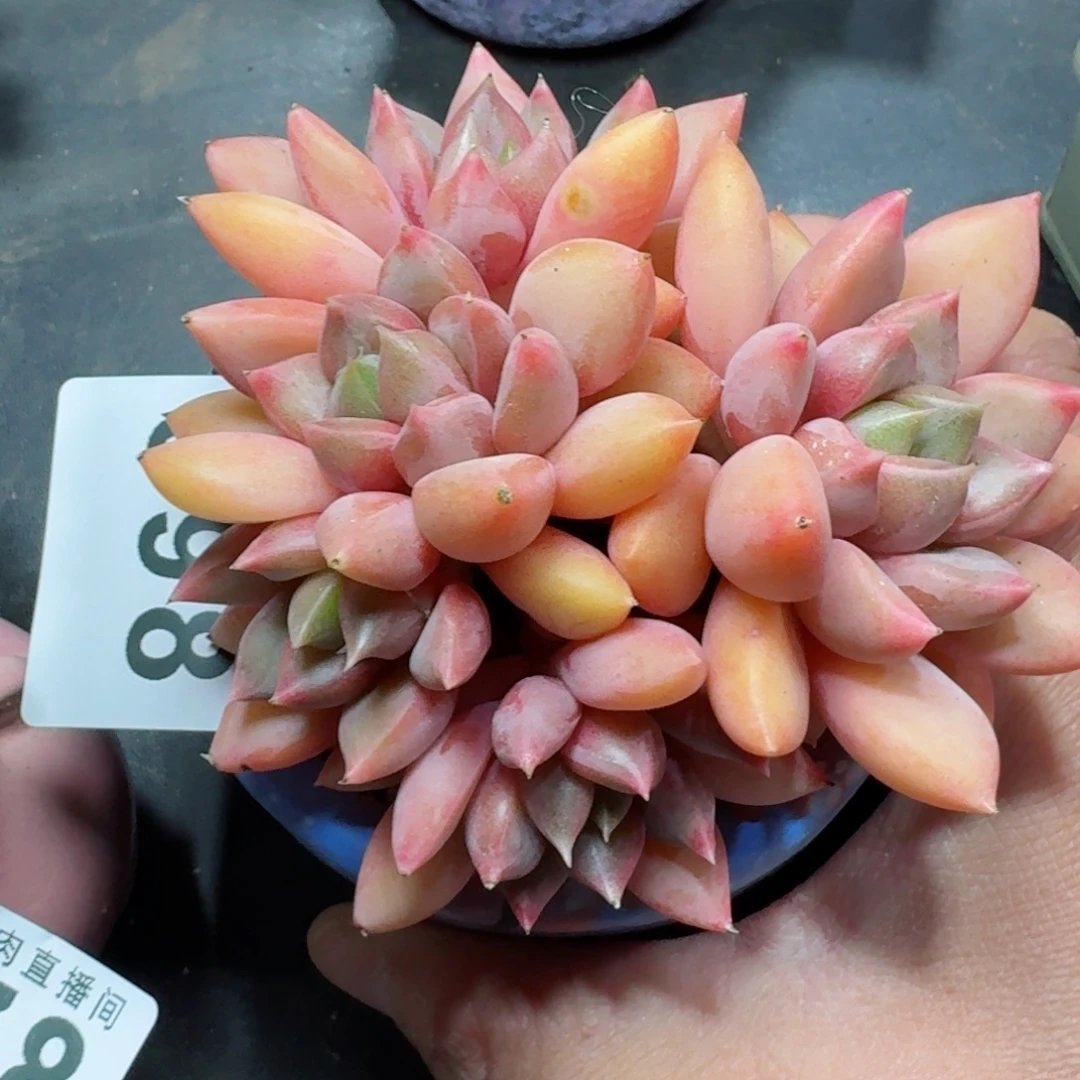 象牙群生          摇身一变高富帅，一夜暴富动作快