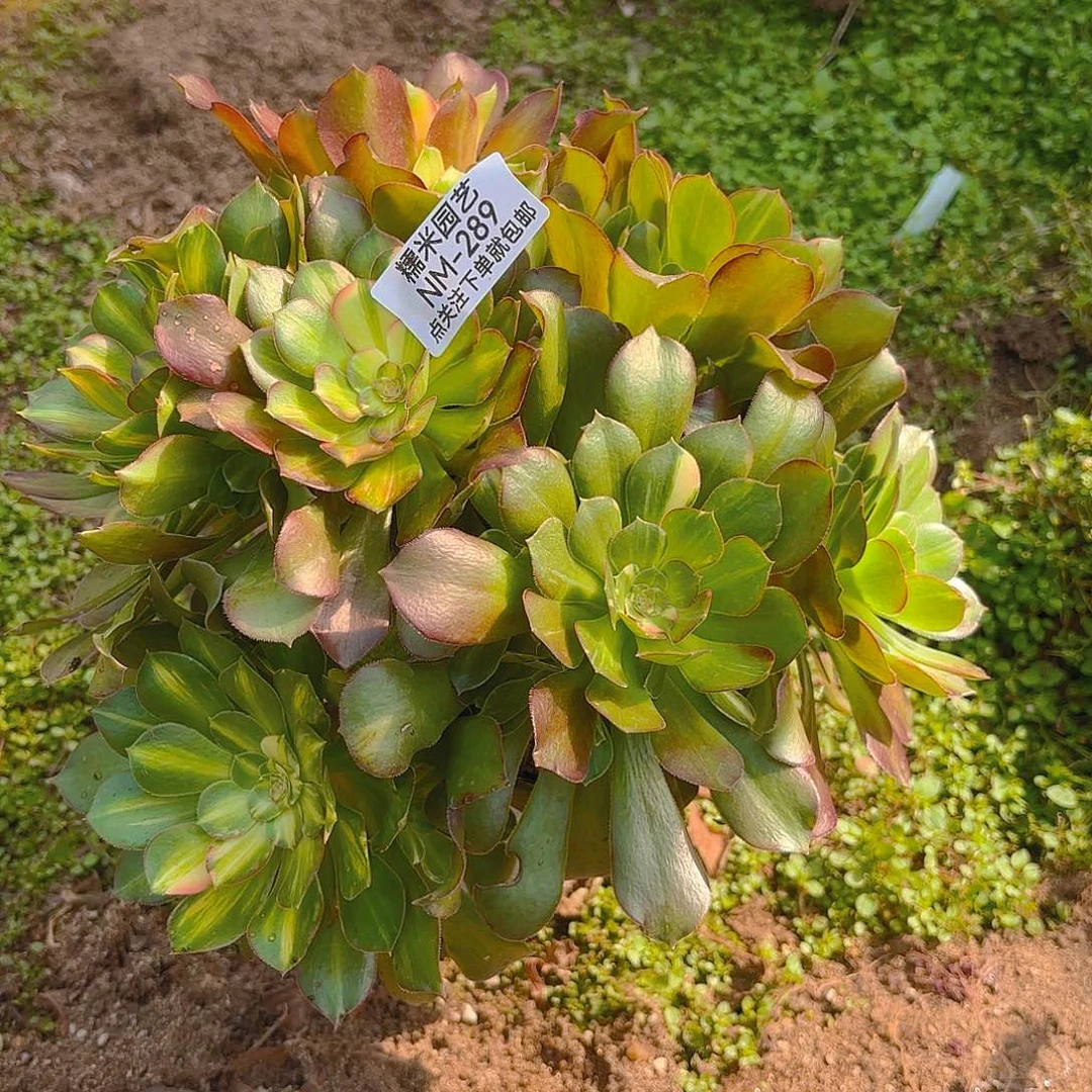 绍七彩多肉植物289