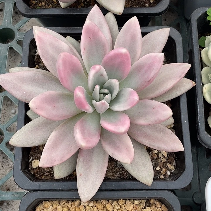 桃花源锦一物一拍