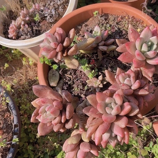 多肉植物。。。。。。。。。。。。。。。。。。。。。。