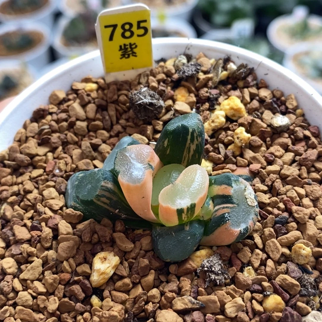 785大明湖万象十二卷