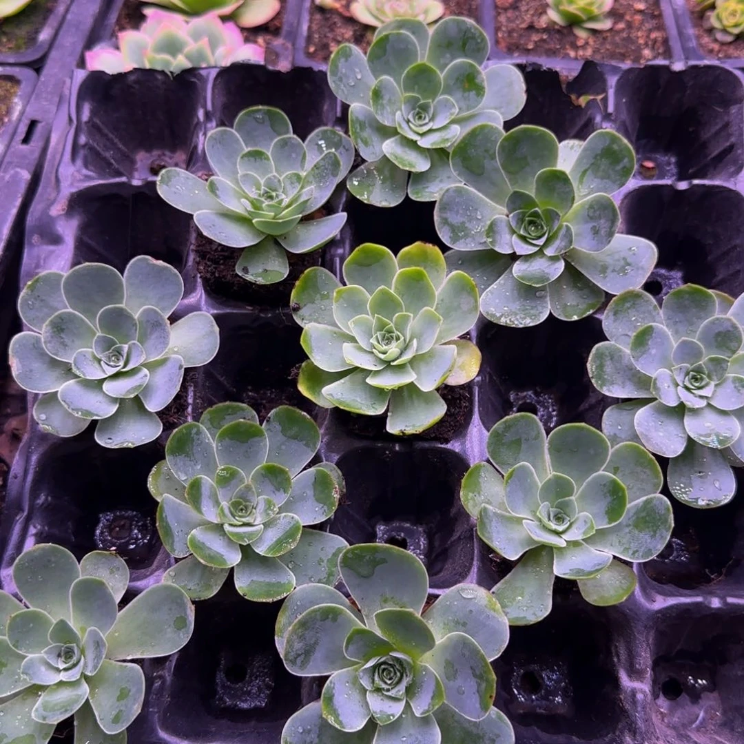 10颗山地玫瑰多品种混合，叶展5厘米量拍