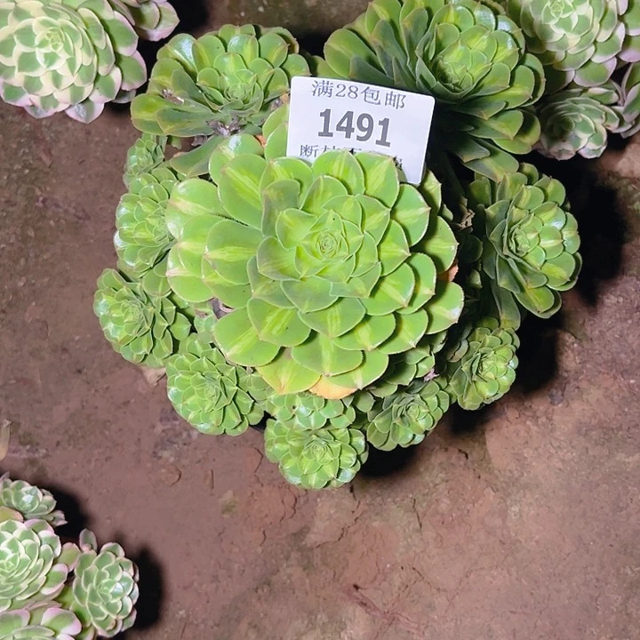 才***才1491翡翠琉璃多肉植物