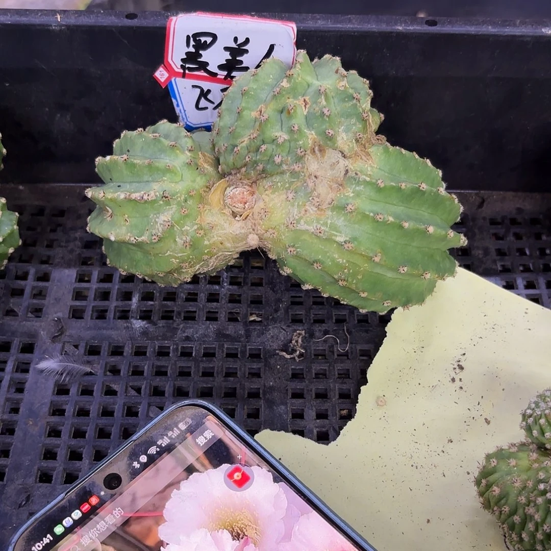 中间三头瑕疵黑美人
