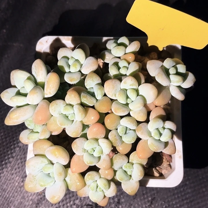 落神13号码牌子的话