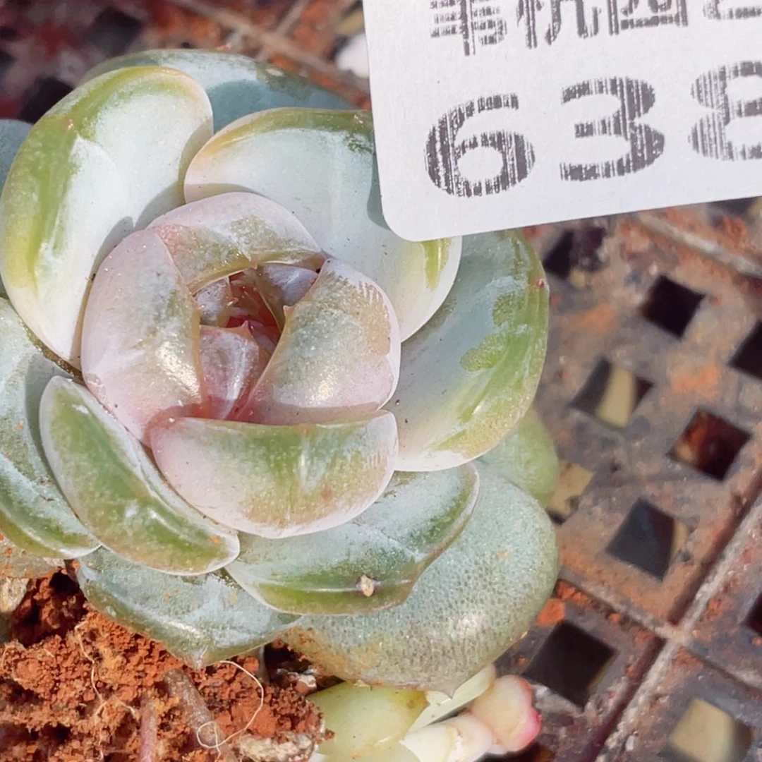 A***c638哦吼吼打了三年篮球的