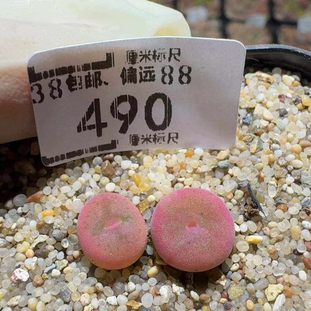 Zzz生生花肉锥490