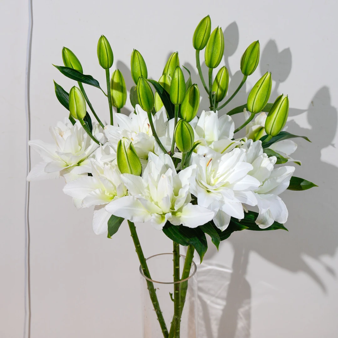 云南木木花卉 颜如雪 白色重瓣香水百合花 清香型鲜花水养插花