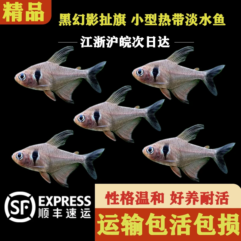 黑幻影扯旗小鱼小型热带淡水鱼可混养小鱼好养耐活