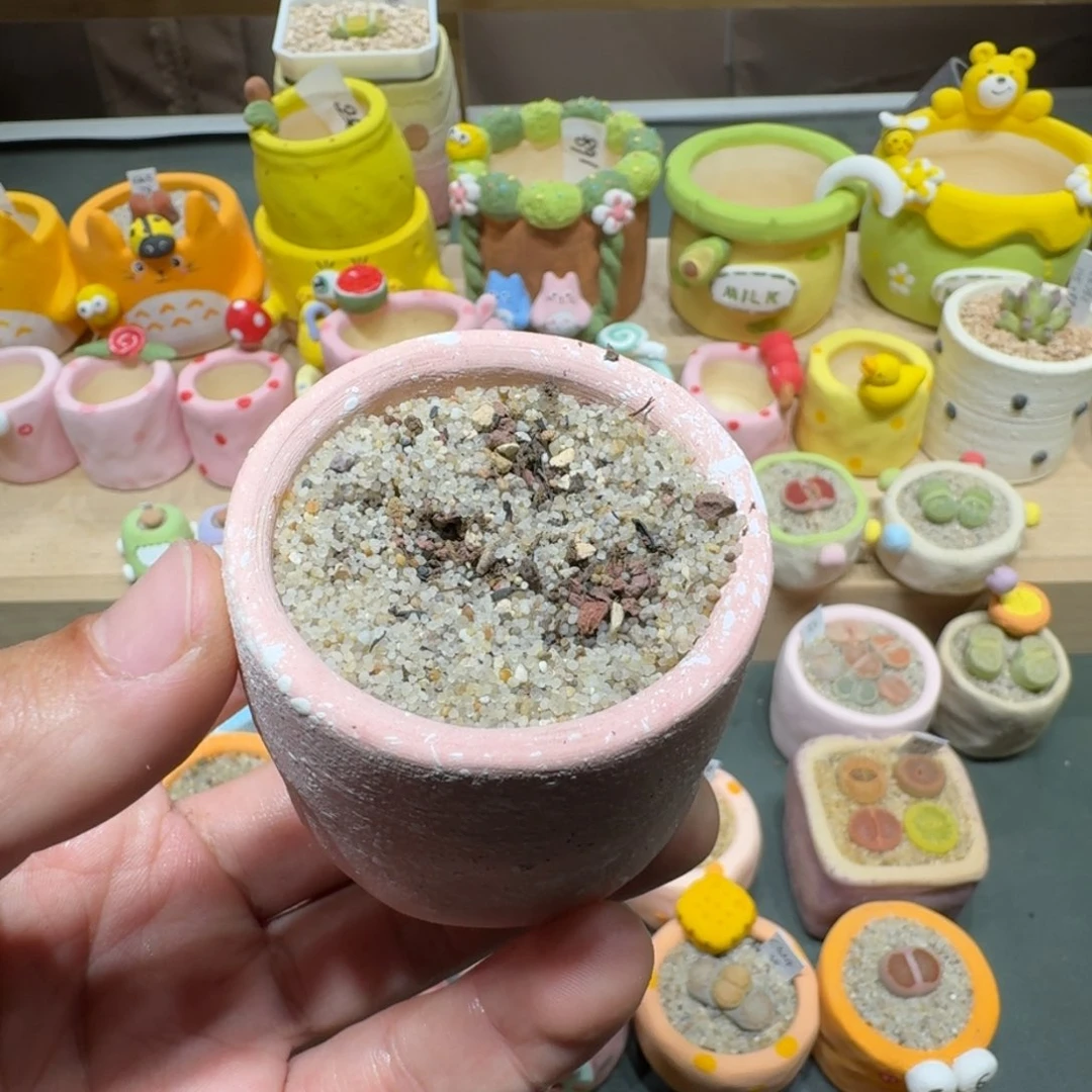 红陶蔡*宝蘑菇362一组橄榄