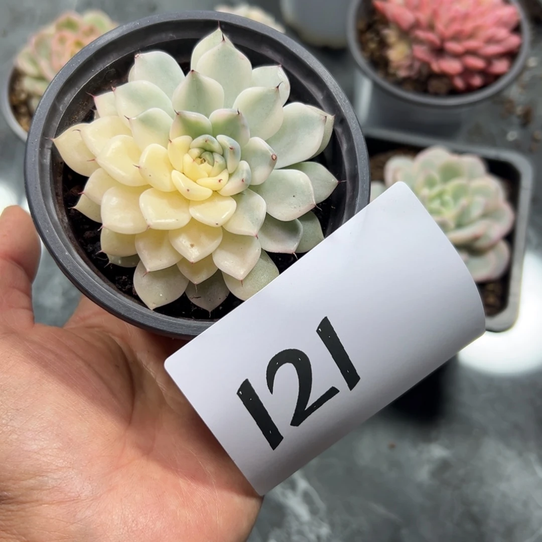 s***y121、多发发风风光光哥哥