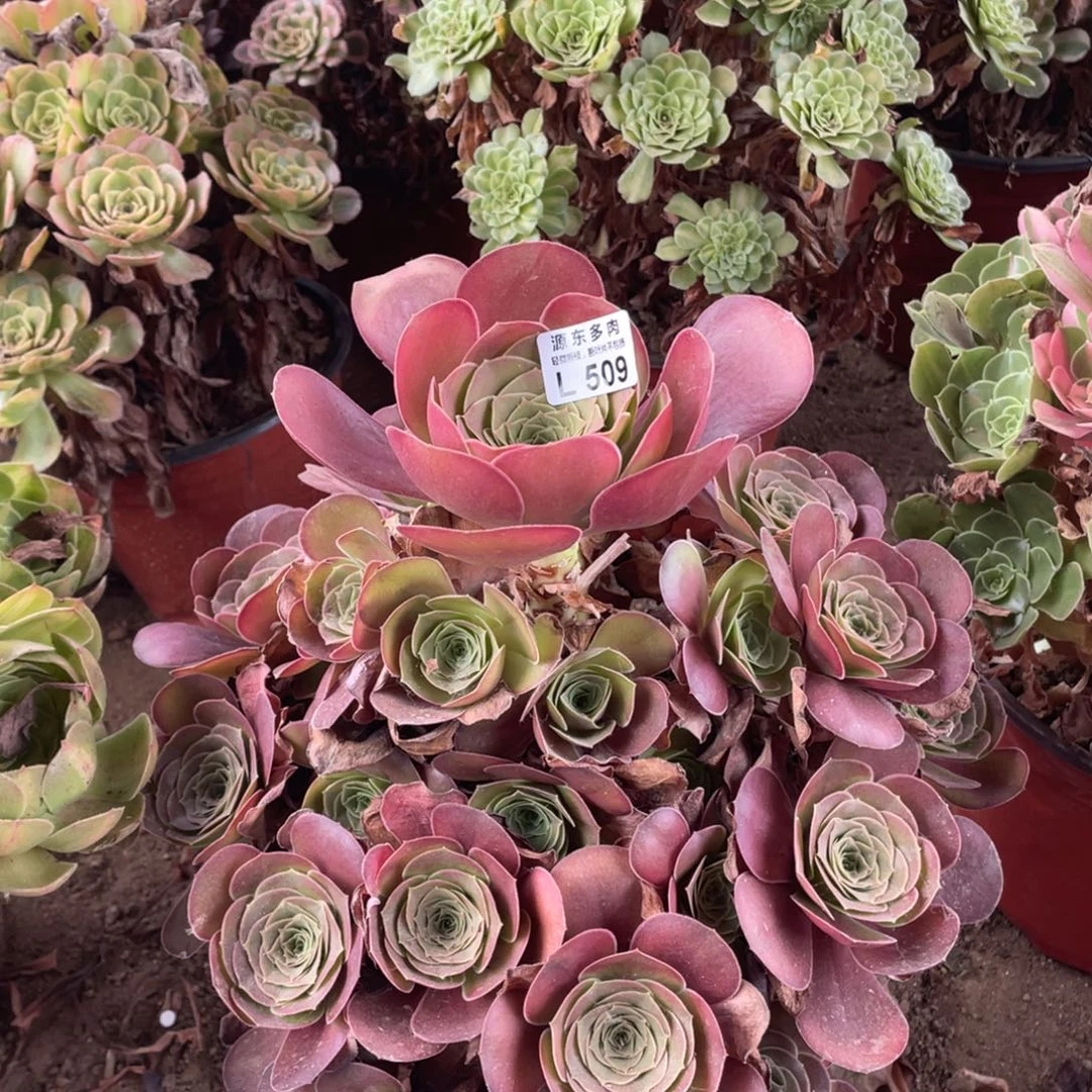 509魅金玫瑰多肉法师断枝不包