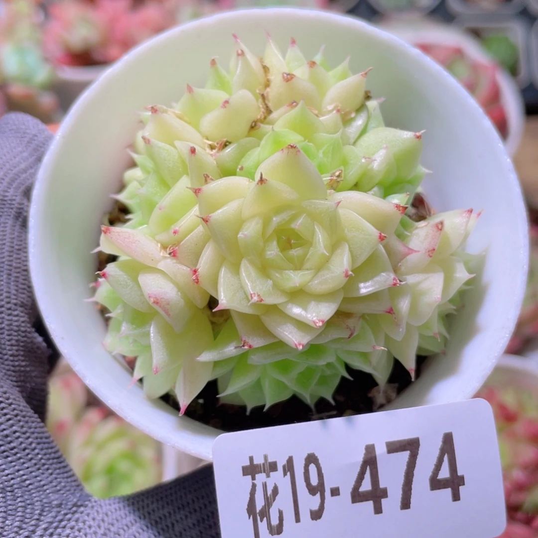 花利美19-474麦秆群