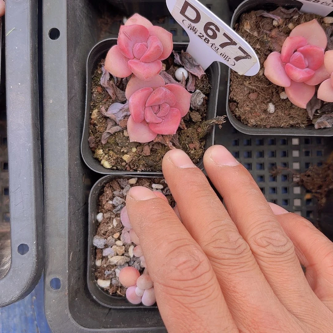 D677彩虹糖一物一拍