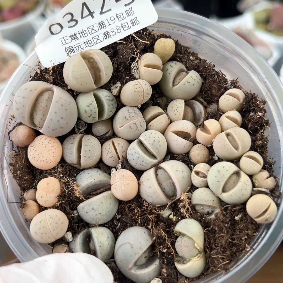 好养易活生石花大母本0342