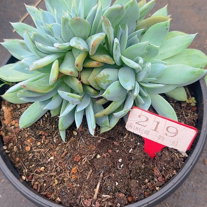 S****烟火缀化219多肉植物