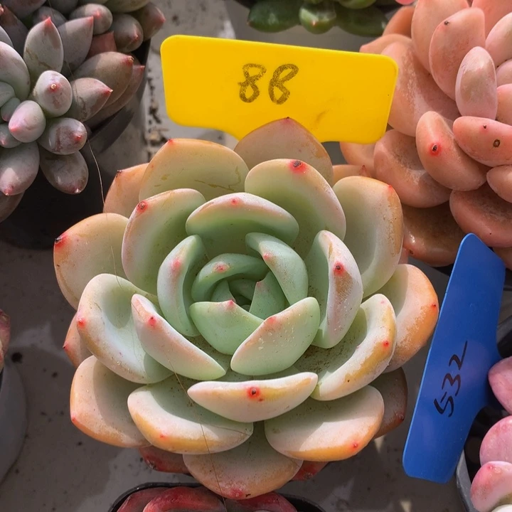 多肉植物U额呵呵呵月