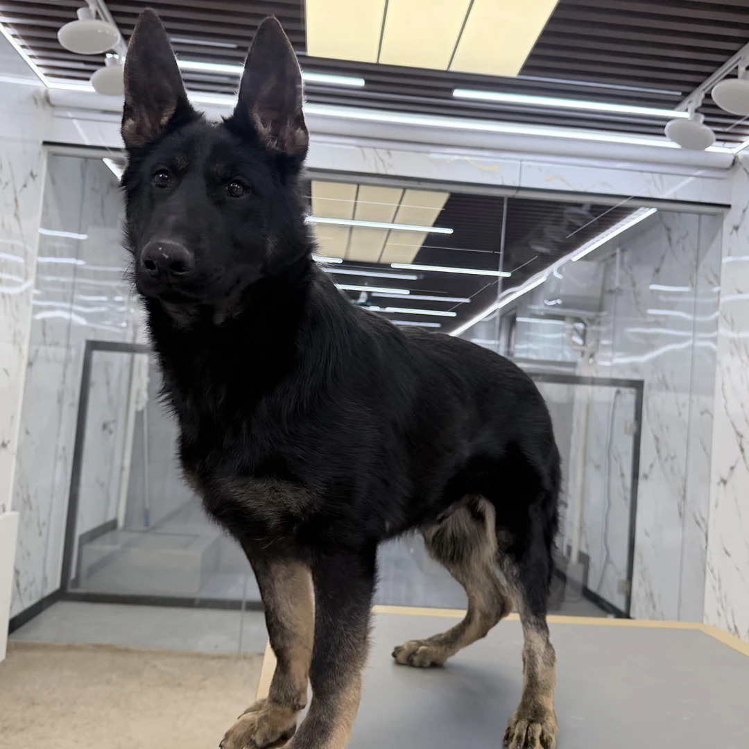 【戴斯名犬】东德牧羊犬 活体 狗狗