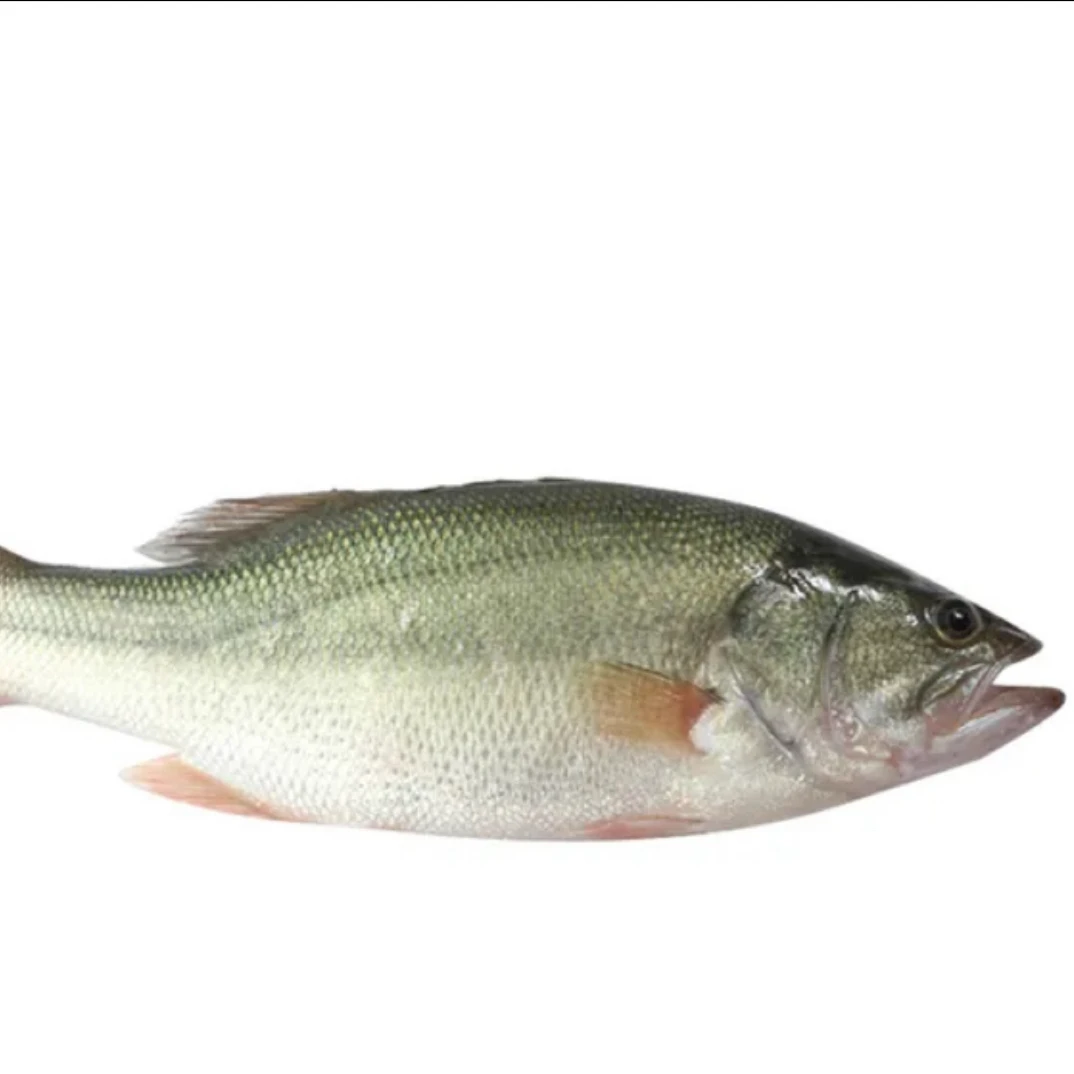 【鲜活鲈鱼】一条 750g（送蒸鱼豉油一瓶）