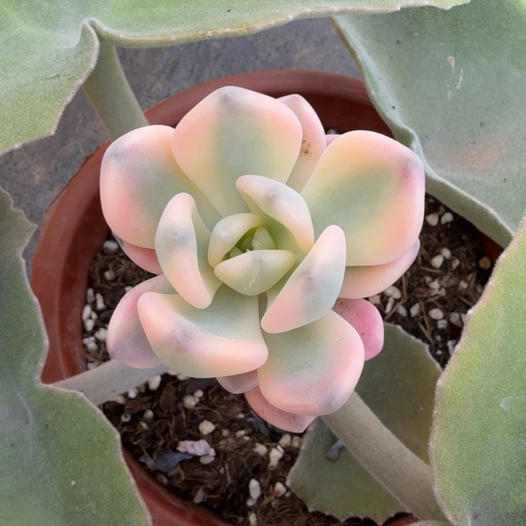 冬美人锦锦上园艺一物一拍